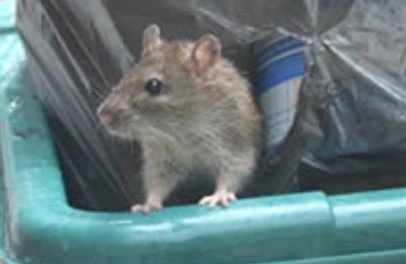 RAT IN REFUSE BIN