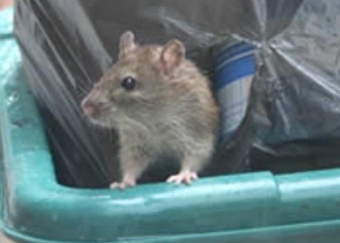 RAT IN REFUSE BIN